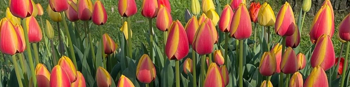 Tulips in Buckingham Lake Park - Albany, NY