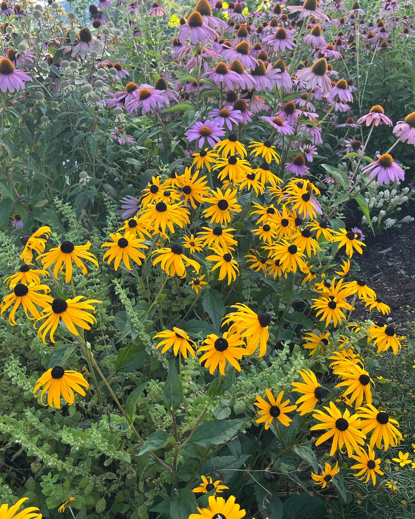 Flora at Confluence Park - Binghamton, NY